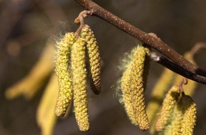 Alergia de invierno