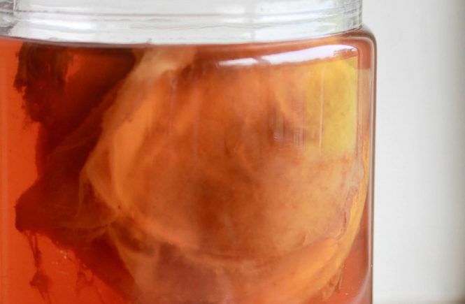 hotel scoby