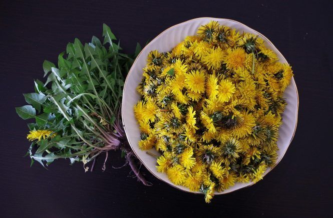 Flores de diente de león